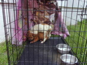 after they were trapped, so scared!