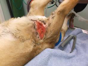 Gideon in surgery.