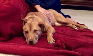 snuggling with his foster mom.