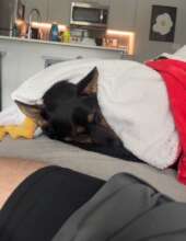 Creed is safe and much-loved in his new home!