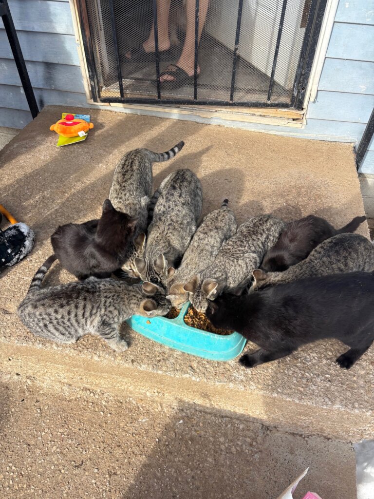 Helping a citizen feed a colony of cats.