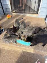 Helping a citizen feed a colony of cats.