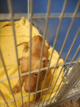 Mocha in Shelter