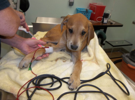 pup being treated for Parvo