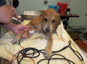 pup being treated for Parvo