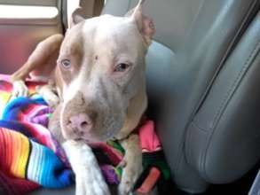 headed to the vet