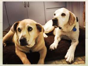 Tracker and Pearl, age 15