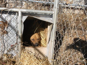 Penny in her dog house with straw provided by COH