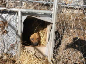 Penny in her dog house with straw provided by COH