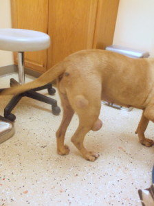 her tumors