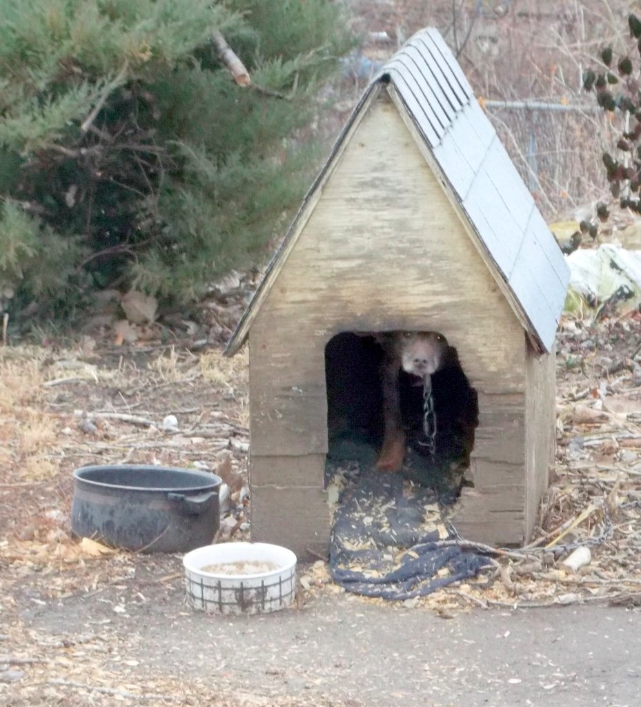 End animal suffering in KCMO urban core