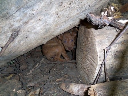 End animal suffering in KCMO urban core