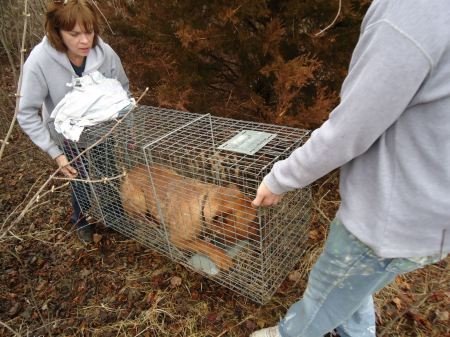 End animal suffering in KCMO urban core