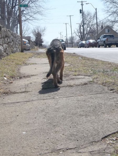 End animal suffering in KCMO urban core