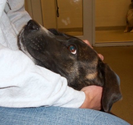 End animal suffering in KCMO urban core