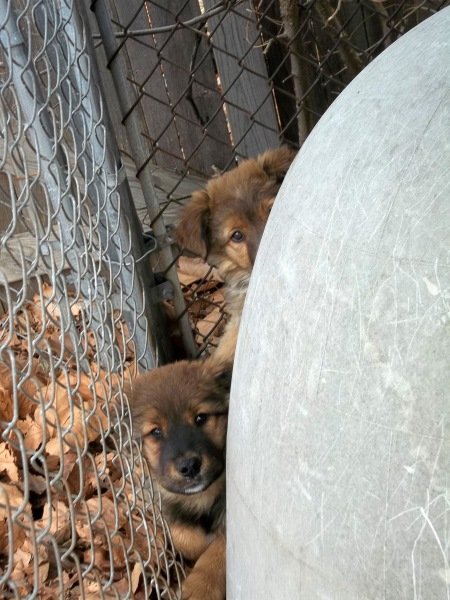 End animal suffering in KCMO urban core