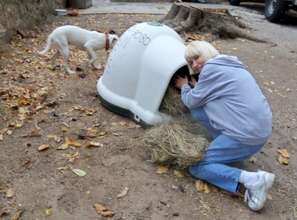 distributing hay in winter