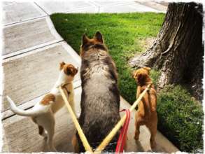 walking with foster sis