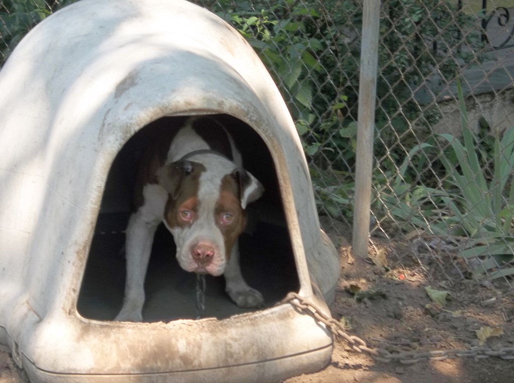 Pit Bull on outreach