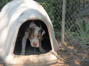 Pit Bull on outreach
