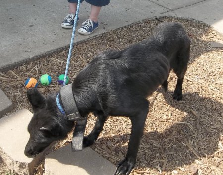 Gretchen, severely undernourished