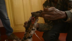 Seized Tiger skin