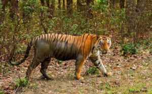 Tiger citing at Kanha Tiger Reserve (MP)