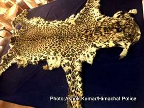 The seized animal skins in police custody.