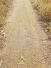 Tiger Pug Marks  during monitoring