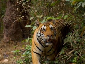 Tiger Close-up at Kanha Tiger Reserve(MP)