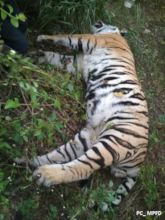 Tiger electrocuted to death in Central India