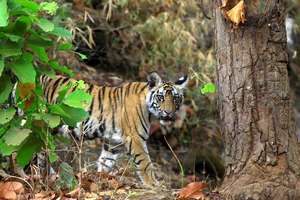 A young tiger in the forests of South India