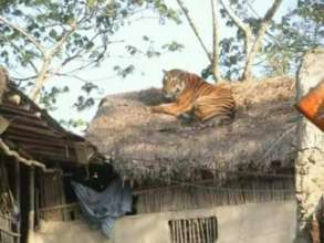 Tiger on roof