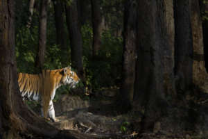 Tigress in Sal Forest