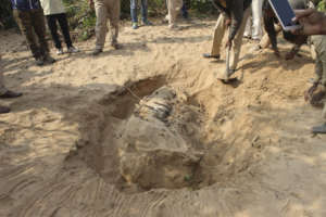 Post mortem procedure of Electrocuted Tiger