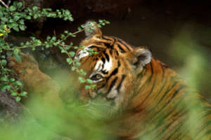 Tiger in Bandipur, Southern India
