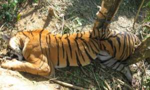 Tiger killed by snare