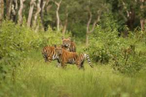 Tiger in Bandipur Tiger Reserve