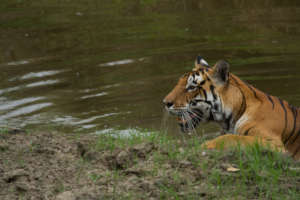 Tigress from Kanha National Park