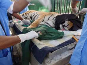 Tigress admitted to CWRC for treatment by WTI Vets