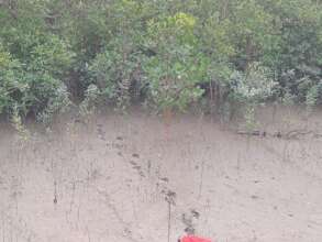 Sundarbans tiger pugmarks leading back to forest