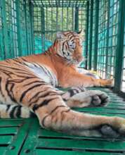 Tigress at CWRC a few days after treatment
