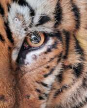 The tigress's right eye vision was fully restored.