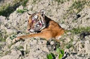 Injured tigress at the site of conflict