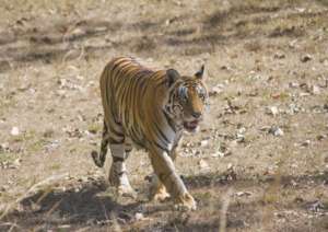 Photograph of a tiger from landscape