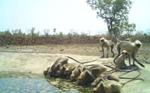 Troop of Langur quenching their thirst
