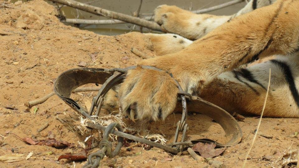 Vanishing Stripes: Save the Bengal Tiger