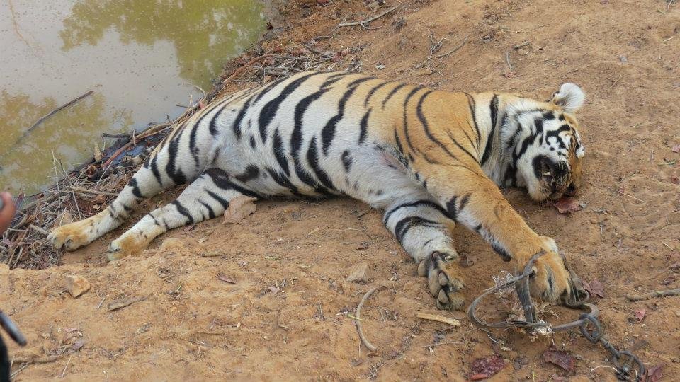 Vanishing Stripes: Save the Bengal Tiger