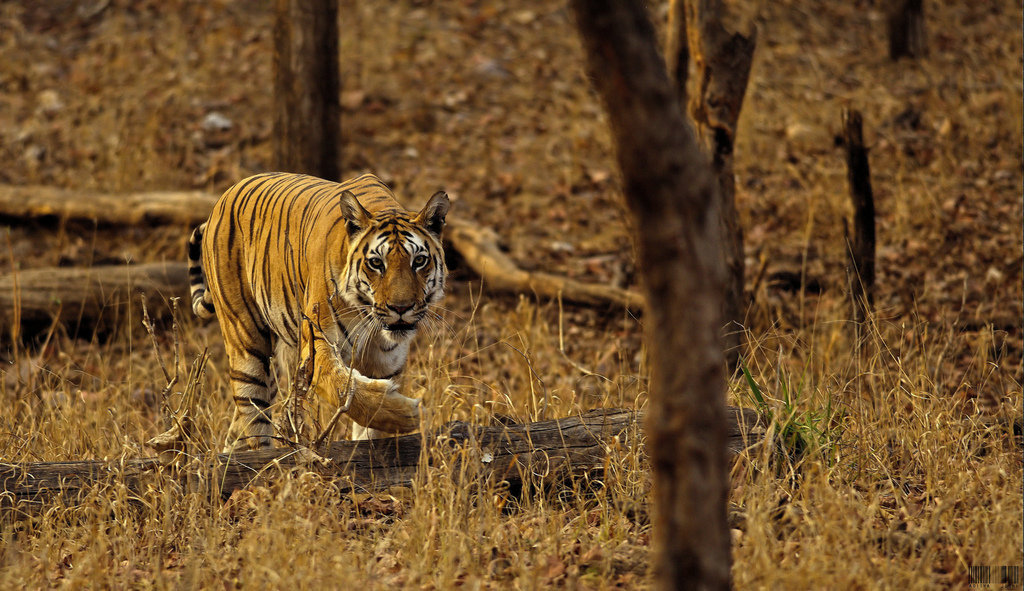 Vanishing Stripes: Save the Bengal Tiger