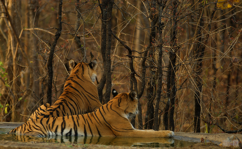 Vanishing Stripes: Save the Bengal Tiger